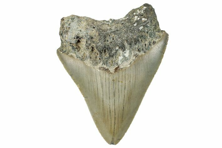 Bargain, Fossil Megalodon Tooth - Serrated Blade #295074